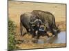 Cape Buffalo, Syncerus Caffer, at Water, Addo Elephant National Park, South Africa, Africa-Steve & Ann Toon-Mounted Photographic Print