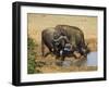 Cape Buffalo, Syncerus Caffer, at Water, Addo Elephant National Park, South Africa, Africa-Steve & Ann Toon-Framed Photographic Print