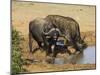 Cape Buffalo, Syncerus Caffer, at Water, Addo Elephant National Park, South Africa, Africa-Steve & Ann Toon-Mounted Photographic Print