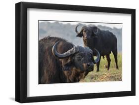 Cape buffalo (Syncerus caffer), Chobe river, Botswana, Africa-Ann and Steve Toon-Framed Photographic Print