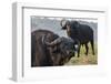Cape buffalo (Syncerus caffer), Chobe river, Botswana, Africa-Ann and Steve Toon-Framed Photographic Print