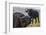 Cape buffalo (Syncerus caffer), Chobe river, Botswana, Africa-Ann and Steve Toon-Framed Photographic Print