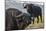 Cape buffalo (Syncerus caffer), Chobe river, Botswana, Africa-Ann and Steve Toon-Mounted Photographic Print