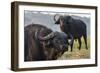 Cape buffalo (Syncerus caffer), Chobe river, Botswana, Africa-Ann and Steve Toon-Framed Photographic Print