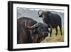 Cape buffalo (Syncerus caffer), Chobe river, Botswana, Africa-Ann and Steve Toon-Framed Photographic Print