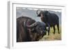 Cape buffalo (Syncerus caffer), Chobe river, Botswana, Africa-Ann and Steve Toon-Framed Photographic Print