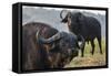 Cape buffalo (Syncerus caffer), Chobe river, Botswana, Africa-Ann and Steve Toon-Framed Stretched Canvas