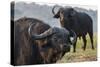 Cape buffalo (Syncerus caffer), Chobe river, Botswana, Africa-Ann and Steve Toon-Stretched Canvas