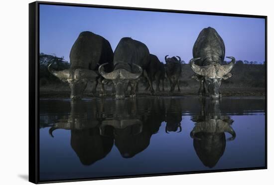 Cape buffalo (Syncerus caffer) drinking at dusk, Zimanga private game reserve, KwaZulu-Natal-Ann and Steve Toon-Framed Stretched Canvas