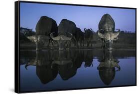 Cape buffalo (Syncerus caffer) drinking at dusk, Zimanga private game reserve, KwaZulu-Natal-Ann and Steve Toon-Framed Stretched Canvas