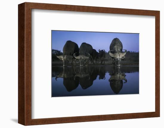 Cape buffalo (Syncerus caffer) drinking at dusk, Zimanga private game reserve, KwaZulu-Natal-Ann and Steve Toon-Framed Photographic Print