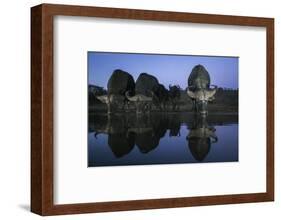 Cape buffalo (Syncerus caffer) drinking at dusk, Zimanga private game reserve, KwaZulu-Natal-Ann and Steve Toon-Framed Photographic Print