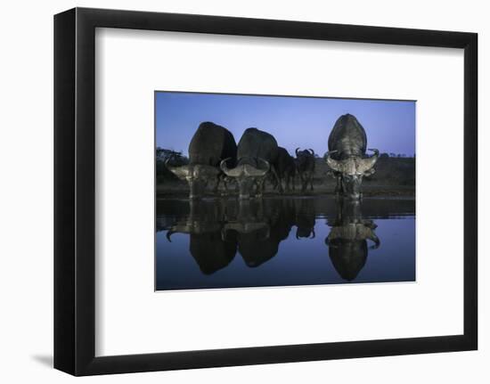 Cape buffalo (Syncerus caffer) drinking at dusk, Zimanga private game reserve, KwaZulu-Natal-Ann and Steve Toon-Framed Photographic Print