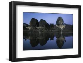 Cape buffalo (Syncerus caffer) drinking at dusk, Zimanga private game reserve, KwaZulu-Natal-Ann and Steve Toon-Framed Photographic Print