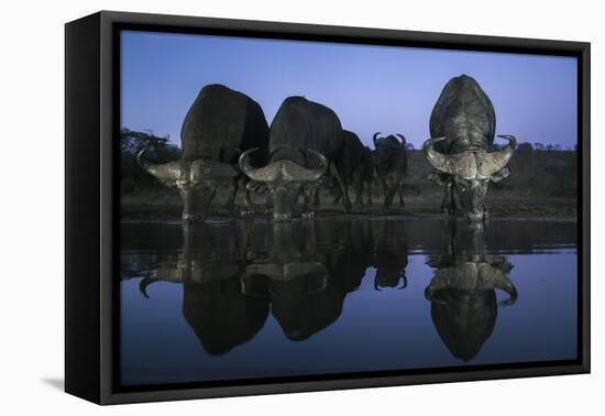 Cape buffalo (Syncerus caffer) drinking at dusk, Zimanga private game reserve, KwaZulu-Natal-Ann and Steve Toon-Framed Stretched Canvas