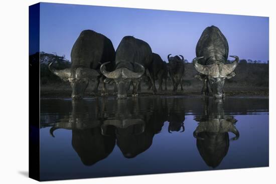 Cape buffalo (Syncerus caffer) drinking at dusk, Zimanga private game reserve, KwaZulu-Natal-Ann and Steve Toon-Stretched Canvas