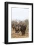 Cape buffalo (Syncerus caffer) herd, Kruger National Park, South Africa, Africa-Ann and Steve Toon-Framed Photographic Print