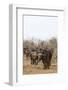 Cape buffalo (Syncerus caffer) herd, Kruger National Park, South Africa, Africa-Ann and Steve Toon-Framed Photographic Print