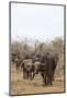 Cape buffalo (Syncerus caffer) herd, Kruger National Park, South Africa, Africa-Ann and Steve Toon-Mounted Photographic Print
