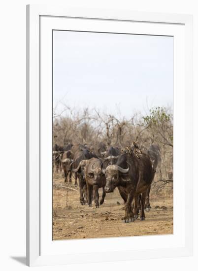 Cape buffalo (Syncerus caffer) herd, Kruger National Park, South Africa, Africa-Ann and Steve Toon-Framed Photographic Print