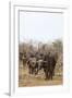 Cape buffalo (Syncerus caffer) herd, Kruger National Park, South Africa, Africa-Ann and Steve Toon-Framed Photographic Print