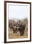 Cape buffalo (Syncerus caffer) herd, Kruger National Park, South Africa, Africa-Ann and Steve Toon-Framed Photographic Print