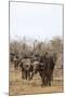 Cape buffalo (Syncerus caffer) herd, Kruger National Park, South Africa, Africa-Ann and Steve Toon-Mounted Photographic Print