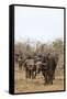 Cape buffalo (Syncerus caffer) herd, Kruger National Park, South Africa, Africa-Ann and Steve Toon-Framed Stretched Canvas