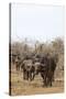 Cape buffalo (Syncerus caffer) herd, Kruger National Park, South Africa, Africa-Ann and Steve Toon-Stretched Canvas