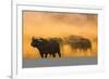 Cape buffalo (Syncerus caffer) herd, Zimanga private game reserve, KwaZulu-Natal, South Africa, Afr-Ann and Steve Toon-Framed Photographic Print