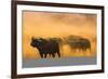 Cape buffalo (Syncerus caffer) herd, Zimanga private game reserve, KwaZulu-Natal, South Africa, Afr-Ann and Steve Toon-Framed Photographic Print