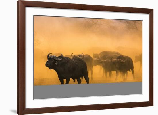 Cape buffalo (Syncerus caffer) herd, Zimanga private game reserve, KwaZulu-Natal, South Africa, Afr-Ann and Steve Toon-Framed Photographic Print