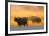 Cape buffalo (Syncerus caffer) herd, Zimanga private game reserve, KwaZulu-Natal, South Africa, Afr-Ann and Steve Toon-Framed Photographic Print