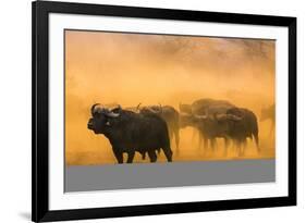 Cape buffalo (Syncerus caffer) herd, Zimanga private game reserve, KwaZulu-Natal, South Africa, Afr-Ann and Steve Toon-Framed Photographic Print