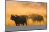 Cape buffalo (Syncerus caffer) herd, Zimanga private game reserve, KwaZulu-Natal, South Africa, Afr-Ann and Steve Toon-Mounted Photographic Print