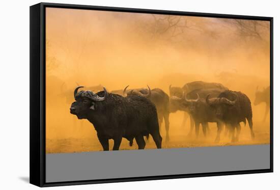 Cape buffalo (Syncerus caffer) herd, Zimanga private game reserve, KwaZulu-Natal, South Africa, Afr-Ann and Steve Toon-Framed Stretched Canvas