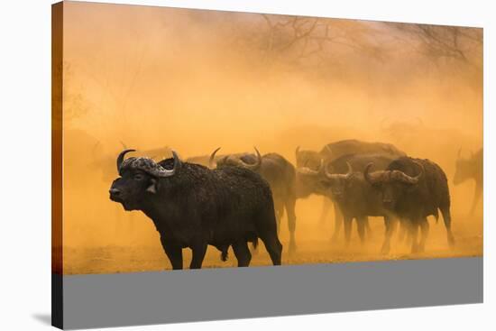 Cape buffalo (Syncerus caffer) herd, Zimanga private game reserve, KwaZulu-Natal, South Africa, Afr-Ann and Steve Toon-Stretched Canvas