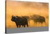 Cape buffalo (Syncerus caffer) herd, Zimanga private game reserve, KwaZulu-Natal, South Africa, Afr-Ann and Steve Toon-Stretched Canvas