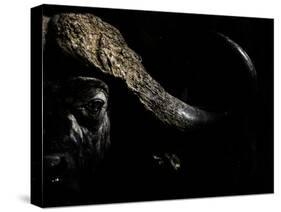 Cape Buffalo (Syncerus Caffer) in Darkness, Masai Mara, Kenya-Wim van den Heever-Stretched Canvas