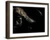 Cape Buffalo (Syncerus Caffer) in Darkness, Masai Mara, Kenya-Wim van den Heever-Framed Photographic Print