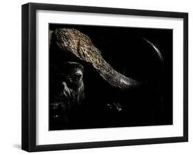 Cape Buffalo (Syncerus Caffer) in Darkness, Masai Mara, Kenya-Wim van den Heever-Framed Photographic Print