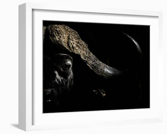 Cape Buffalo (Syncerus Caffer) in Darkness, Masai Mara, Kenya-Wim van den Heever-Framed Photographic Print