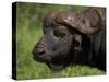 Cape Buffalo (Syncerus Caffer), Kruger National Park, South Africa, Africa-Ann & Steve Toon-Stretched Canvas