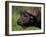 Cape Buffalo (Syncerus Caffer), Kruger National Park, South Africa, Africa-Ann & Steve Toon-Framed Photographic Print