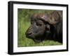 Cape Buffalo (Syncerus Caffer), Kruger National Park, South Africa, Africa-Ann & Steve Toon-Framed Photographic Print