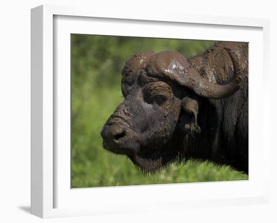Cape Buffalo (Syncerus Caffer), Kruger National Park, South Africa, Africa-Ann & Steve Toon-Framed Photographic Print