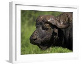 Cape Buffalo (Syncerus Caffer), Kruger National Park, South Africa, Africa-Ann & Steve Toon-Framed Photographic Print