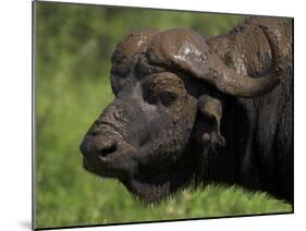 Cape Buffalo (Syncerus Caffer), Kruger National Park, South Africa, Africa-Ann & Steve Toon-Mounted Photographic Print