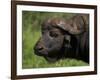 Cape Buffalo (Syncerus Caffer), Kruger National Park, South Africa, Africa-Ann & Steve Toon-Framed Photographic Print