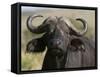 Cape Buffalo (Syncerus Caffer), Masai Mara National Reserve, Kenya, East Africa, Africa-Sergio Pitamitz-Framed Stretched Canvas